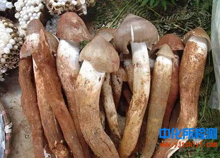 鸡枞菌成分检测