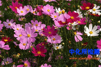 波斯菊测定